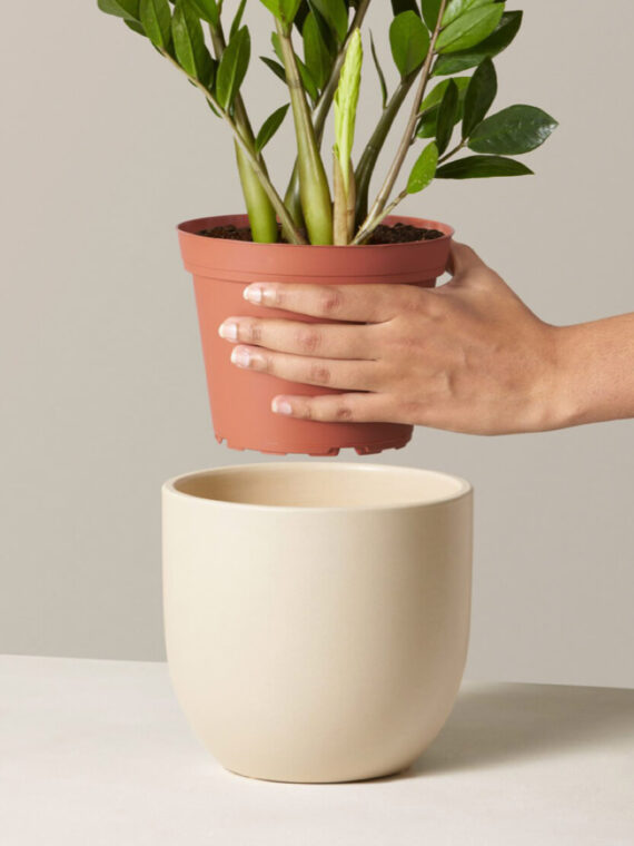 ZZ Plant – Wacky Toys for the Collectors of Heart