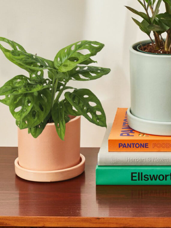 Monstera Adansoni