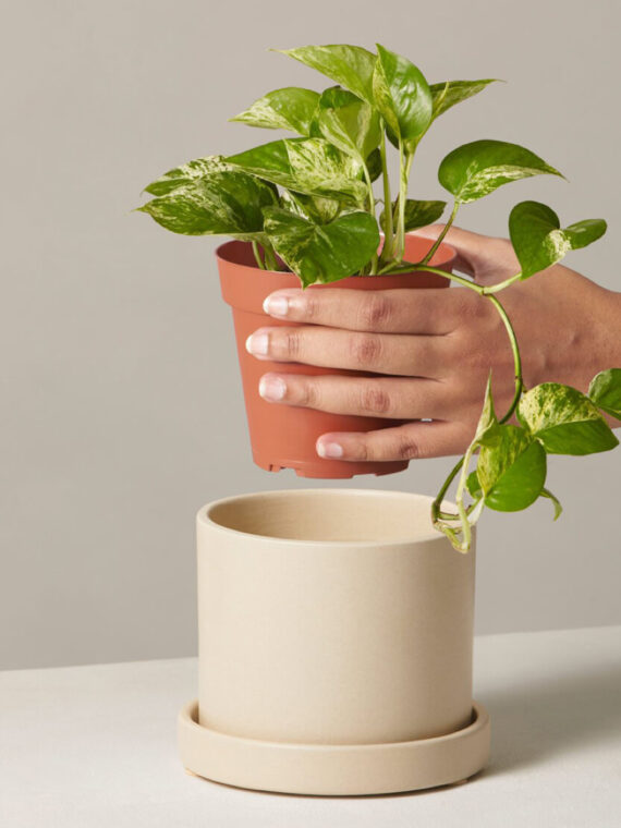 Marble Pothos